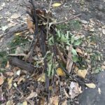 IMG_0707-768x1024.jpeg