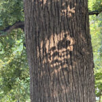 IMG_1983.jpeg
