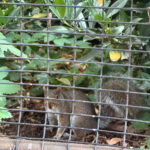 IMG_2379.jpeg