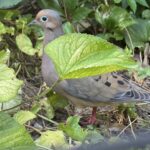 IMG_6151.jpeg